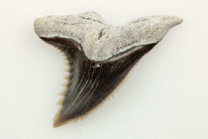 .8" Snaggletooth Shark (Hemipristis) Tooth - Aurora, NC
